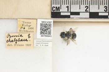 Media type: image;   Entomology 790641 Aspect: Labels